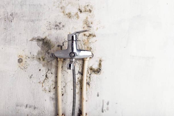 Best Professional Mold Removal  in Tellico Plains, TN