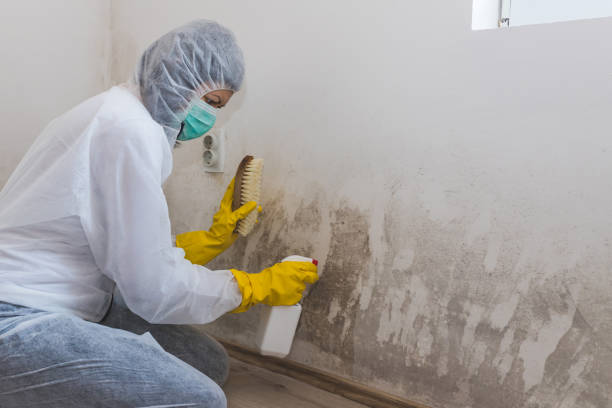 Best Mold Damage Repair  in Tellico Plains, TN