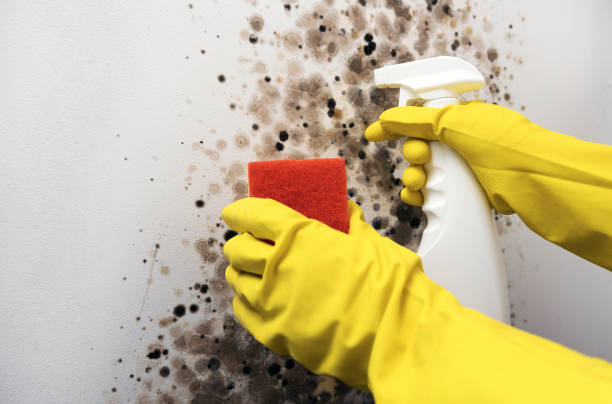 Best Mold Removal Company Near Me  in Tellico Plains, TN