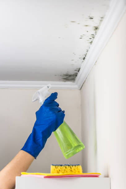 Best Office Mold Removal Services  in Tellico Plains, TN