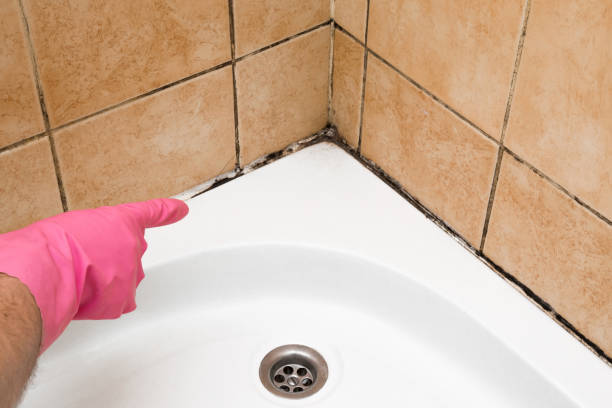 Professional Mold Removal in Tellico Plains, TN
