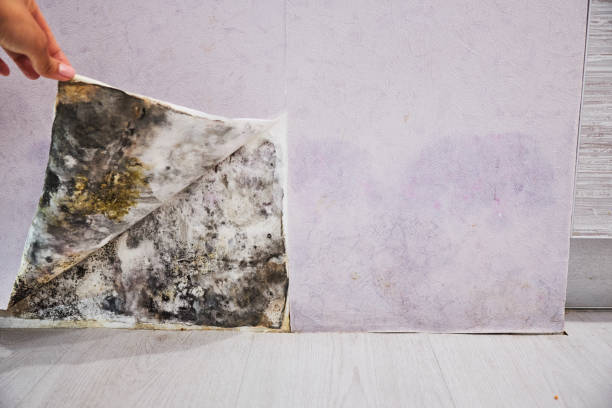 Best Mold Remediation  in Tellico Plains, TN